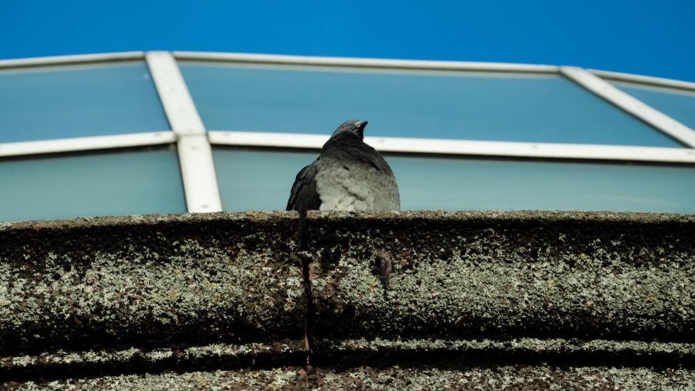 Bird Proofing Services service in Pinehurst, NC performance benefit image