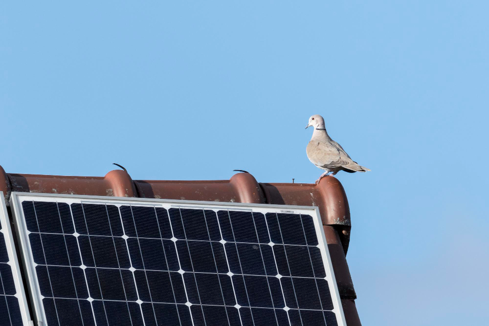 Bird Proofing Services service in Pinehurst, NC removal overview image